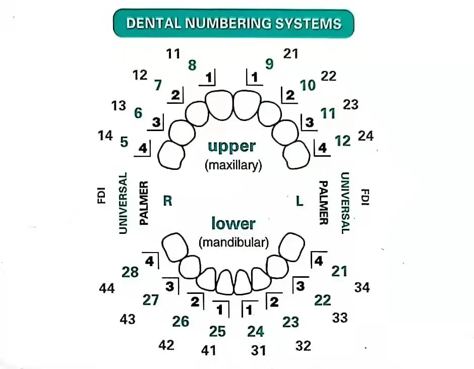 Dentals Mould For Composite Re - Teeth Whitening Moulds 评论和价格