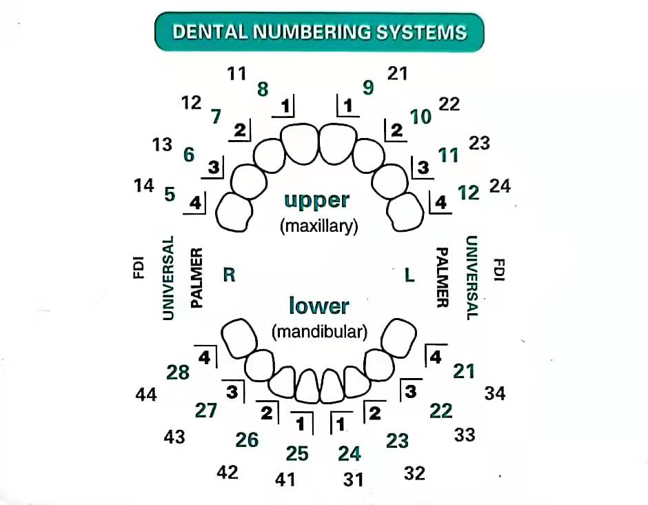 32Pcs Dental Veneer Mold Set A - Teeth Whitening Moulds 评论和价格